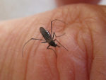 State Urges Pa. Residents To Protect Against Mosquitoes