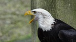 Eagle Cam Back For 2018-19 Season