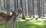 Board Takes First Step Toward Changing Start Of Rifle Deer Hunting Season