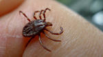 State DEP Assessing Effects Of Tick-Borne Illnesses