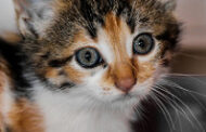 Butler County Humane Society Closed To Public
