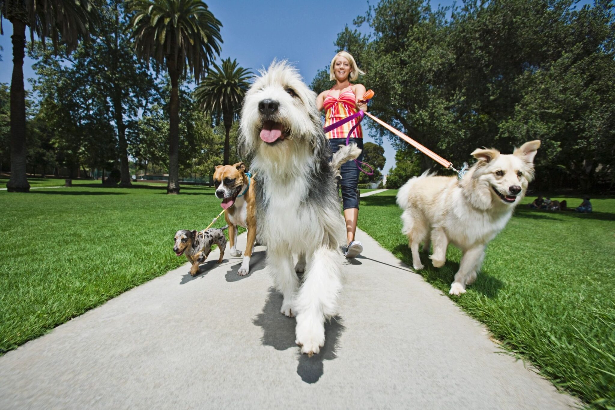 Mutt Strutt Planned By Humane Society