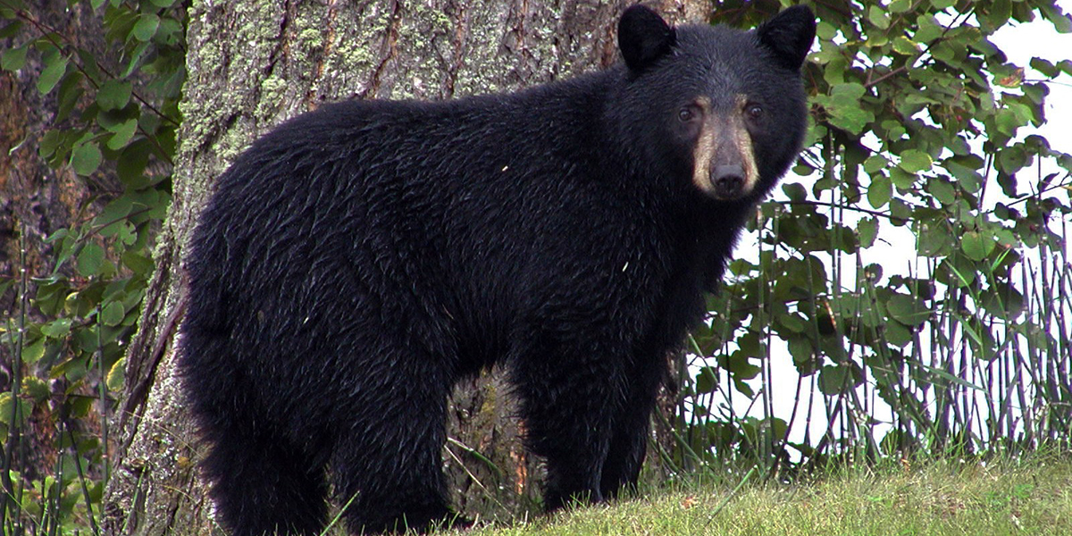 Bear Harvest Down Compared To Last Year