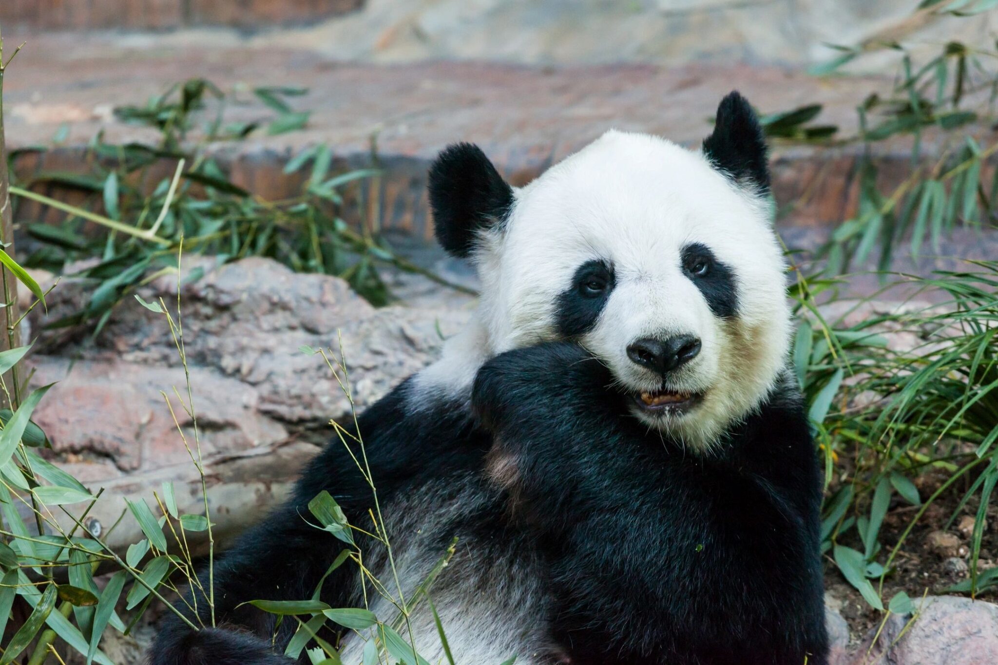 Pittsburgh Zoo Reopens To The Public