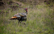 Youth Turkey Hunt Scheduled for April 17th