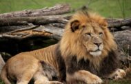 Lions Test Positive For COVID At Pittsburgh Zoo