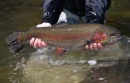 Trout Season Begins Saturday