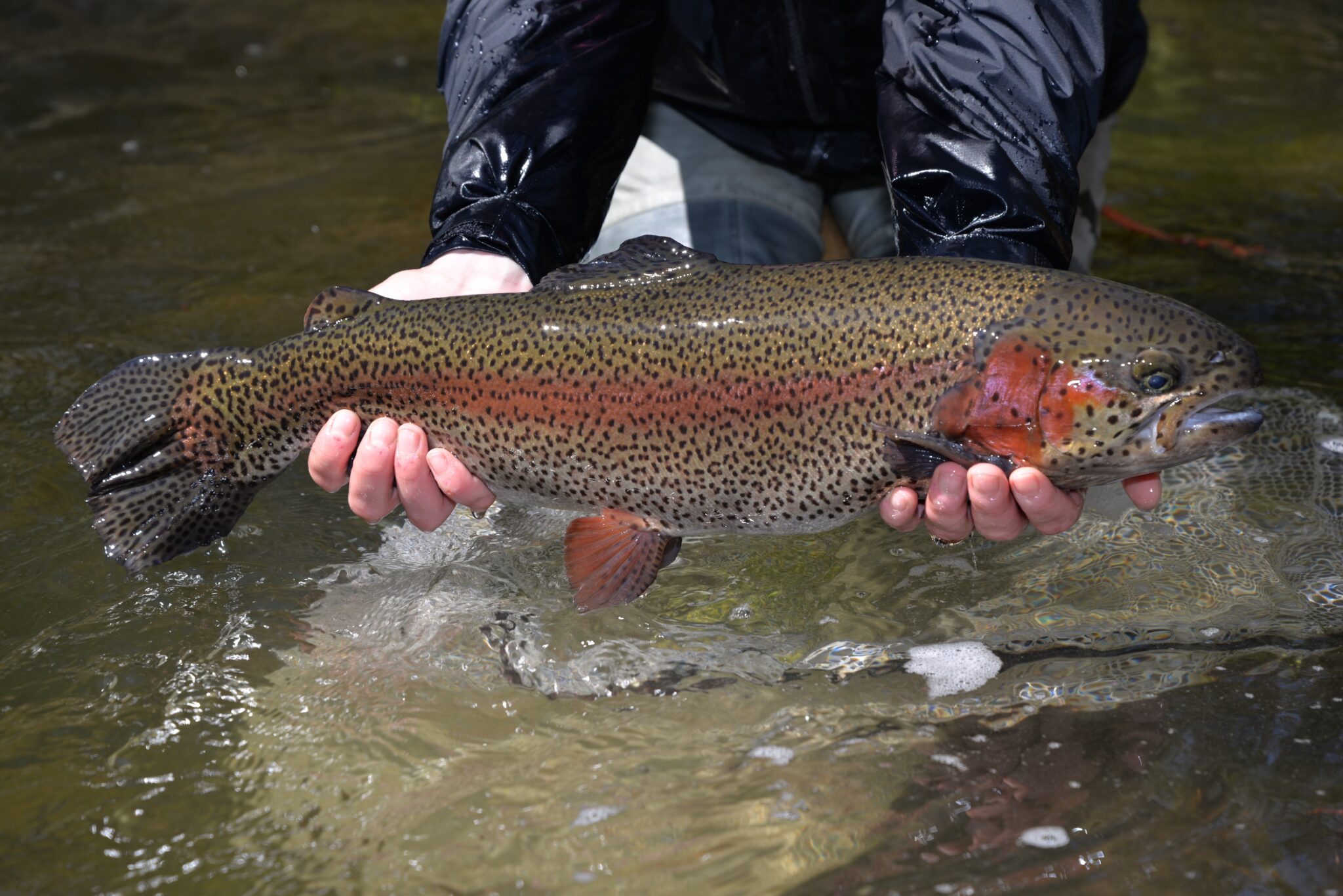 Trout Season Begins Saturday