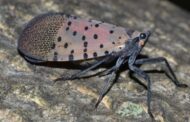 Circle Traps May Help Curb Spotted Lanternfly Population