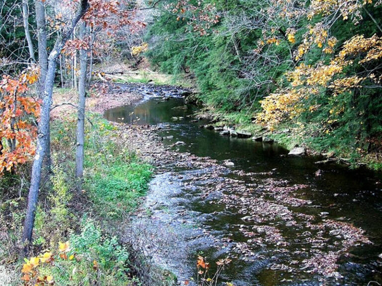 Frogs In Buffalo Creek Highlight New Library Virtual Event