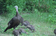 Deadline Coming For Turkey Hunters’ Reports