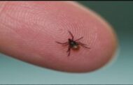 Health Leaders Warn Of Tick Bites