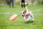 Cranberry To Expand Dog Park