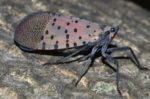 Penn State Grant To Help Research More About Spotted Lanternfly