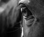 Officials Looking For Another Missing Horse