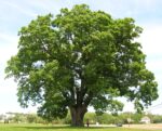 Butler City Shade Tree Commission’s Adopt a Tree Program Looking for Interested Residents