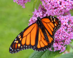 Annual VNA Butterfly Release Returns This Year