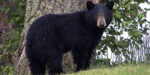 Bear Stuck In Tree In New Castle