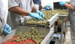 Push For Legalized Recreational Marijuana Grows At 1st Ever Senate Hearing