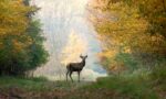 Game Commission: Hunters Favor Saturday Deer Season Start