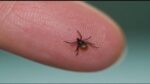 Officials Remind To Be On The Lookout For Ticks