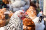 Another Outbreak Of Avian Flu In PA