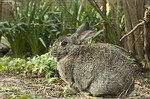 Game Commission Warning About New Rabbit Disease