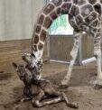 Baby Giraffe Born At Keystone Safari