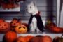 Cranberry Hosting Spooky Pet Photo Contest