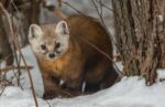 Plan To Reintroduce American Marten Delayed