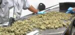Another Effort Underway To Legalize Marijuana