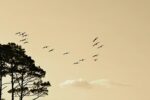 PA Game Commission Announces 2025-26 Migratory Game Bird Season