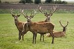 Game Commission Considering Changes For Hunting Mentors