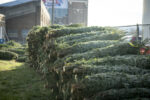 Christmas Tree Recycling Programs Available