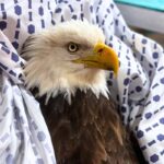 Bald Eagle Rescued In Slippery Rock