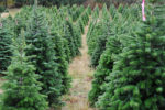 Christmas Tree Disposal Comes To Cranberry Township