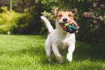 Study Finds Popular Pennsylvania Pet Names