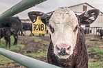 Local Beef Trail Stops